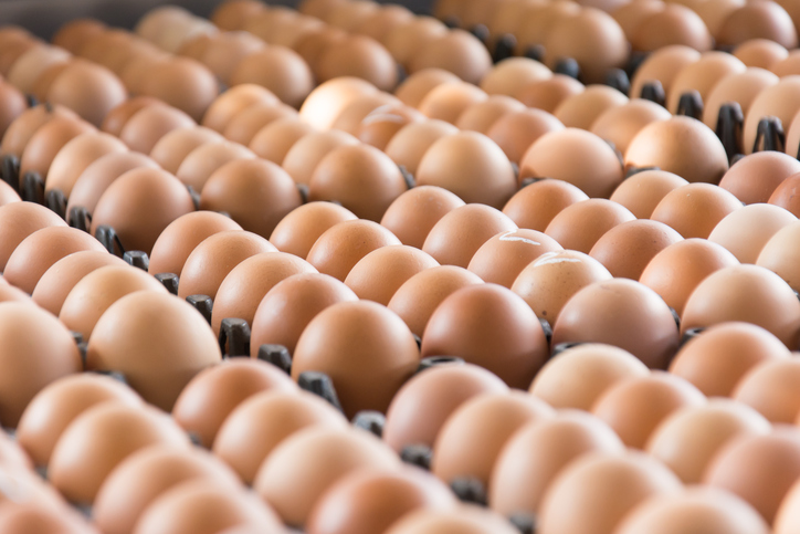 Affaire des œufs contaminés au Fipronil : rapport d’étape