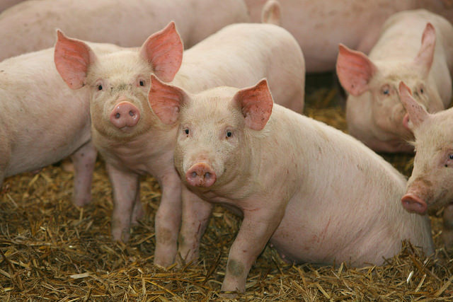 mignons petits porcs !