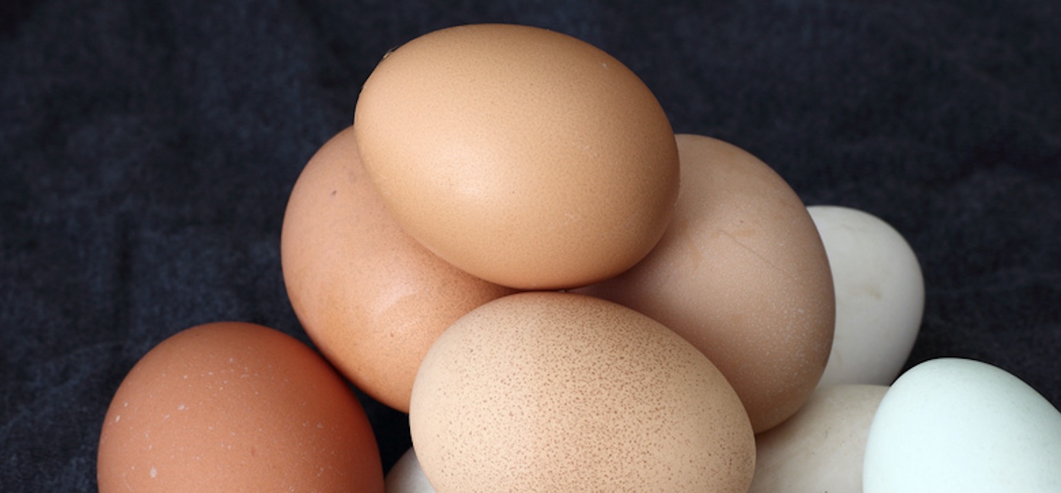 Nouveau point d'étape sur l'affaire des œufs contaminés au fipronil