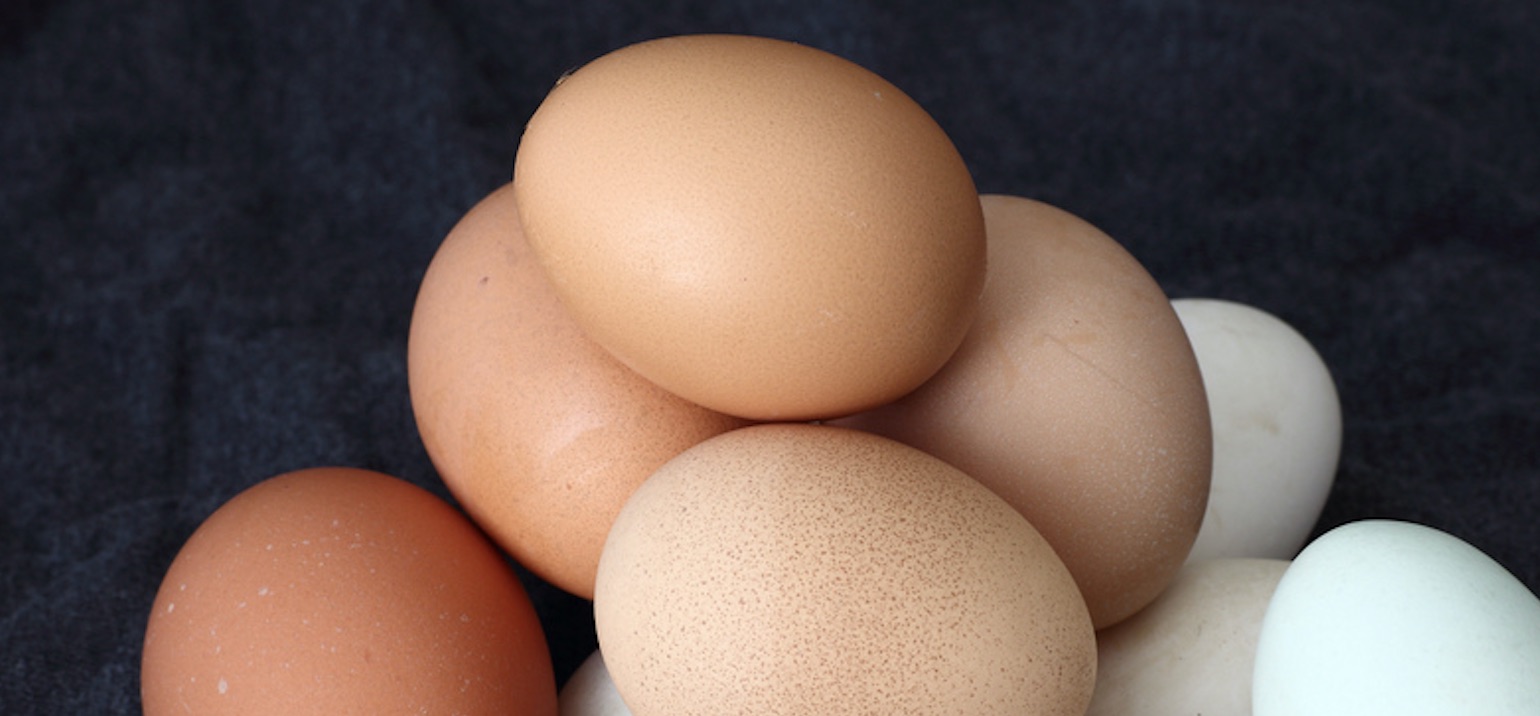 Œufs au Fipronil : le point au 23 août Nouveau point d'étape sur l'affaire des œufs contaminés au fipronil