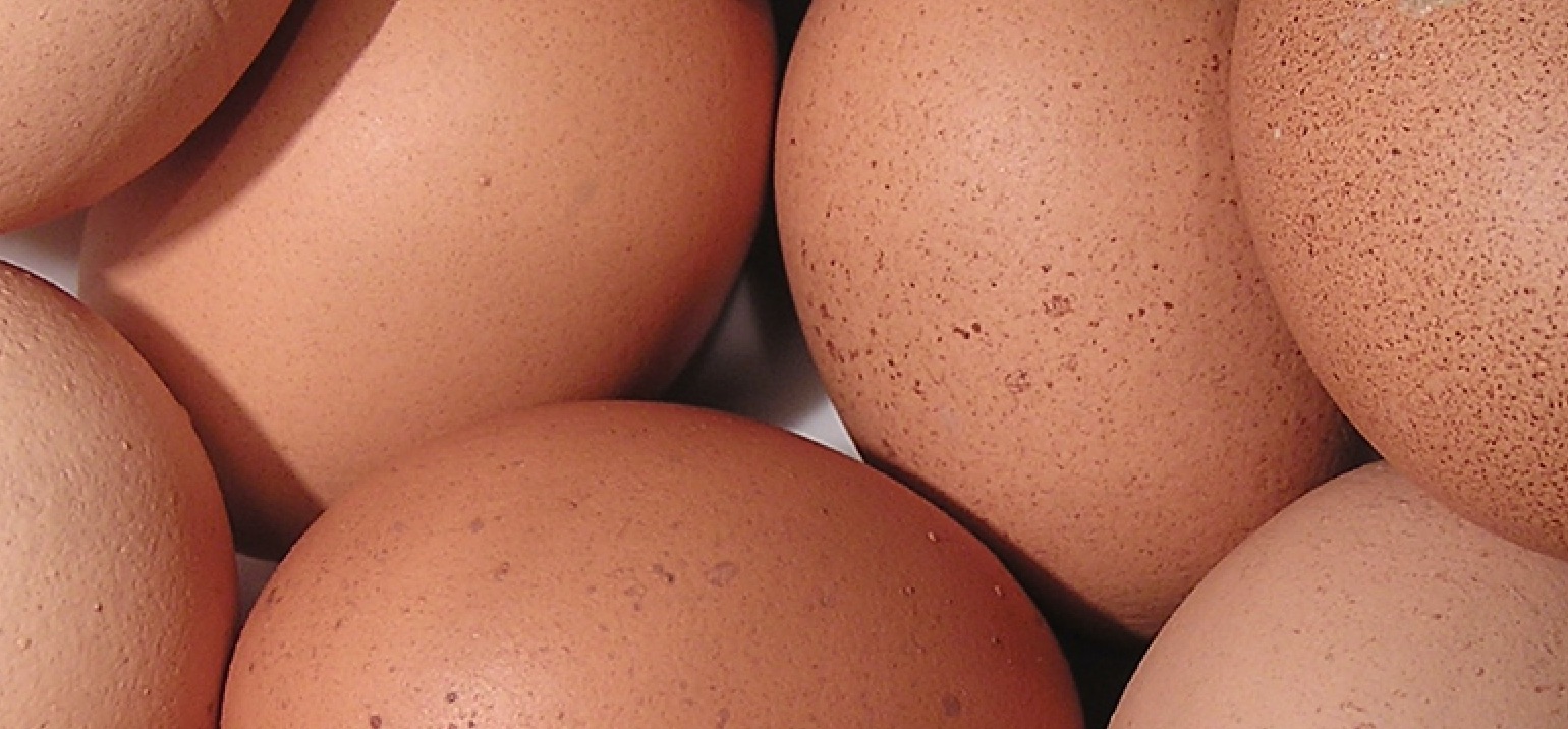 Affaire du Fipronil : dernier point d'information ? C'était un pari risqué d'endosser une communication volontariste et revendiquée sur un tel sujet