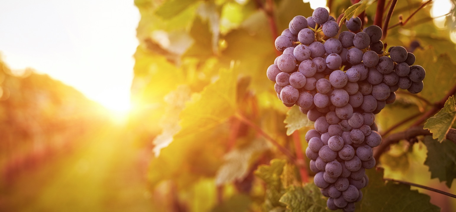 L’univers du vin et des vignobles (2) Rencontre avec Philippe Marques