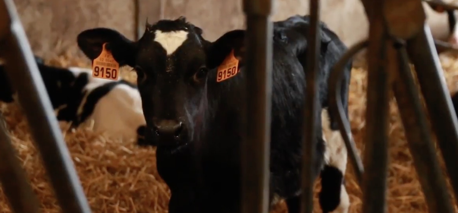 Découverte du lait Faire France