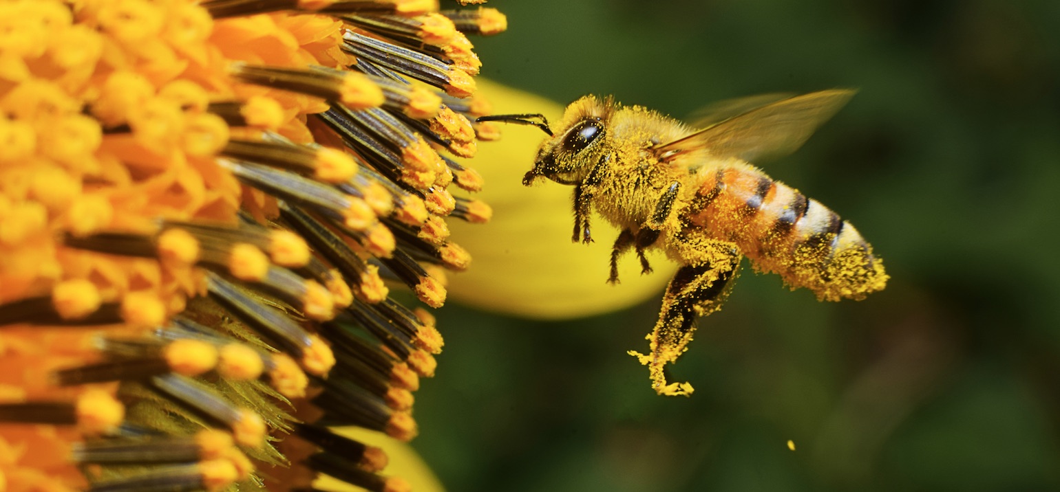 Abeilles nicotinoïdes