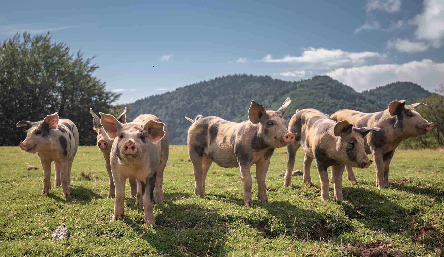 Soutien producteurs français