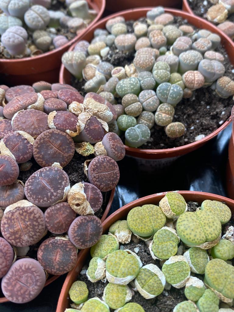 Des centaines de cactus à découvrir au centre E.Leclerc de Tarbes-Ibos !