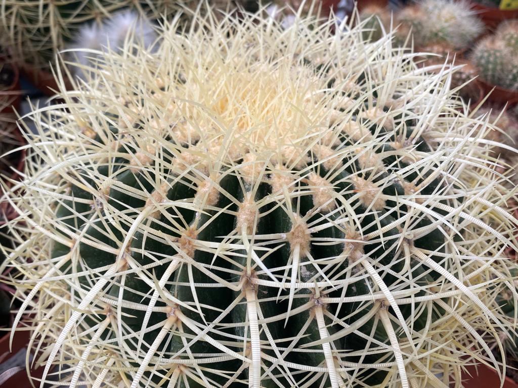 Des centaines de cactus à découvrir au centre E.Leclerc de Tarbes-Ibos !