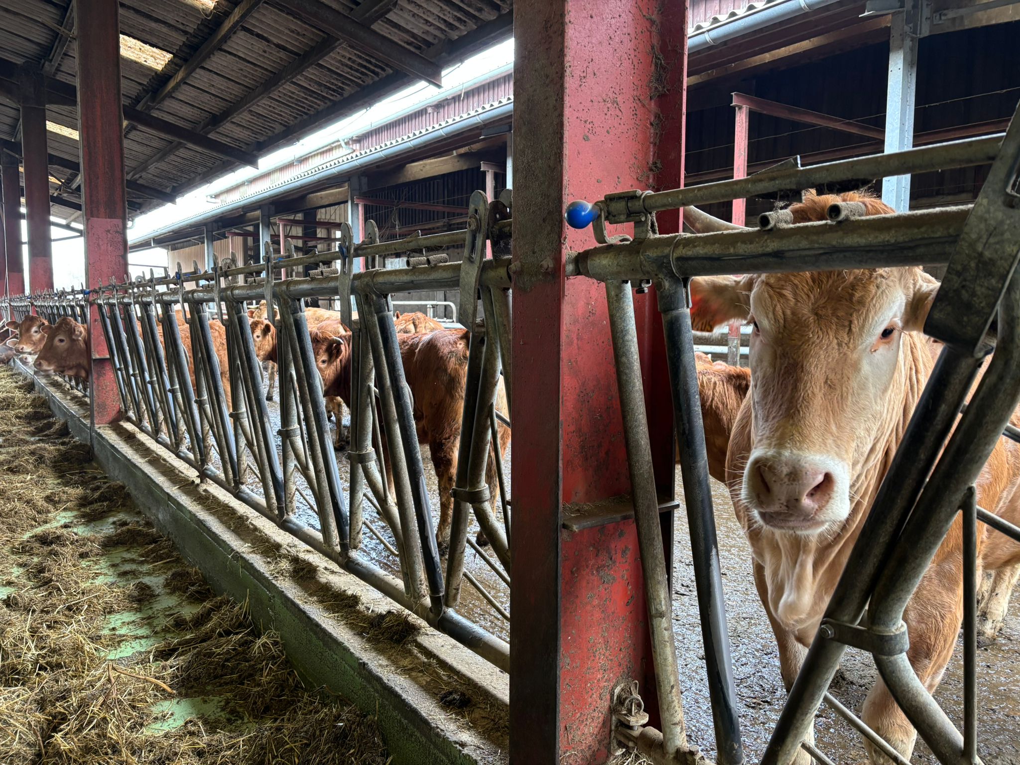 Visite de terrain : de l’angus alsacien bientôt dans vos assiettes !