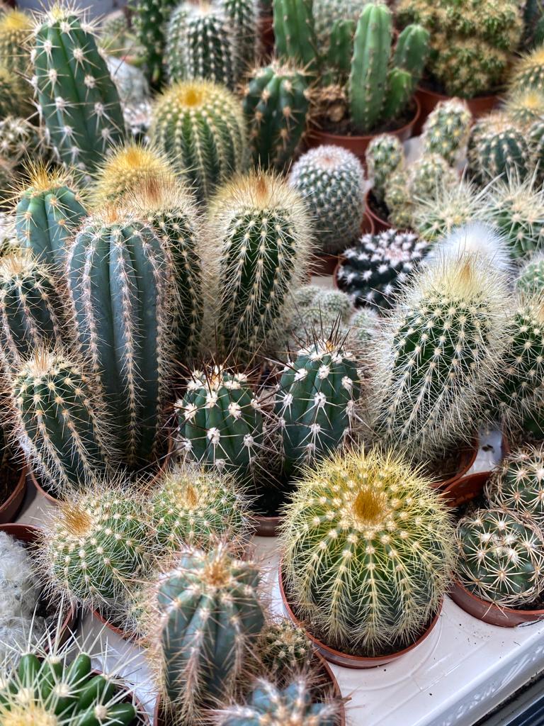 Des centaines de cactus à découvrir au centre E.Leclerc de Tarbes-Ibos !