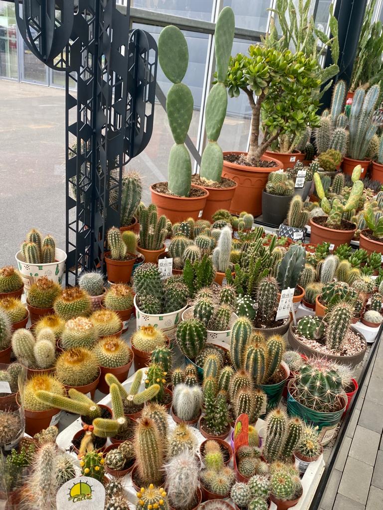 Des centaines de cactus à découvrir au centre E.Leclerc de Tarbes-Ibos !