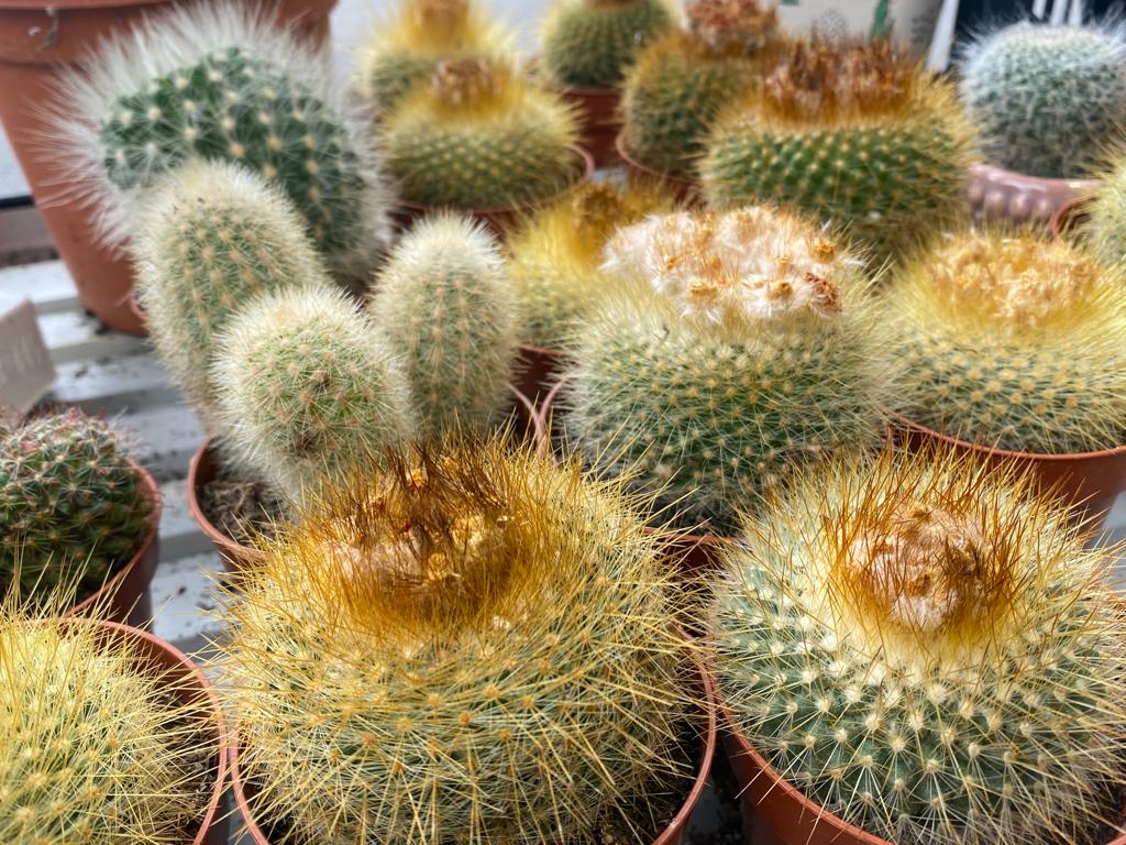 Des centaines de cactus à découvrir au centre E.Leclerc de Tarbes-Ibos !