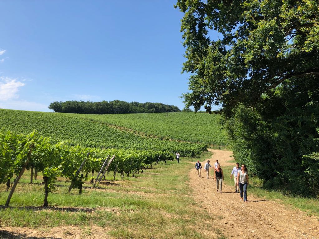 Vignes et écologie