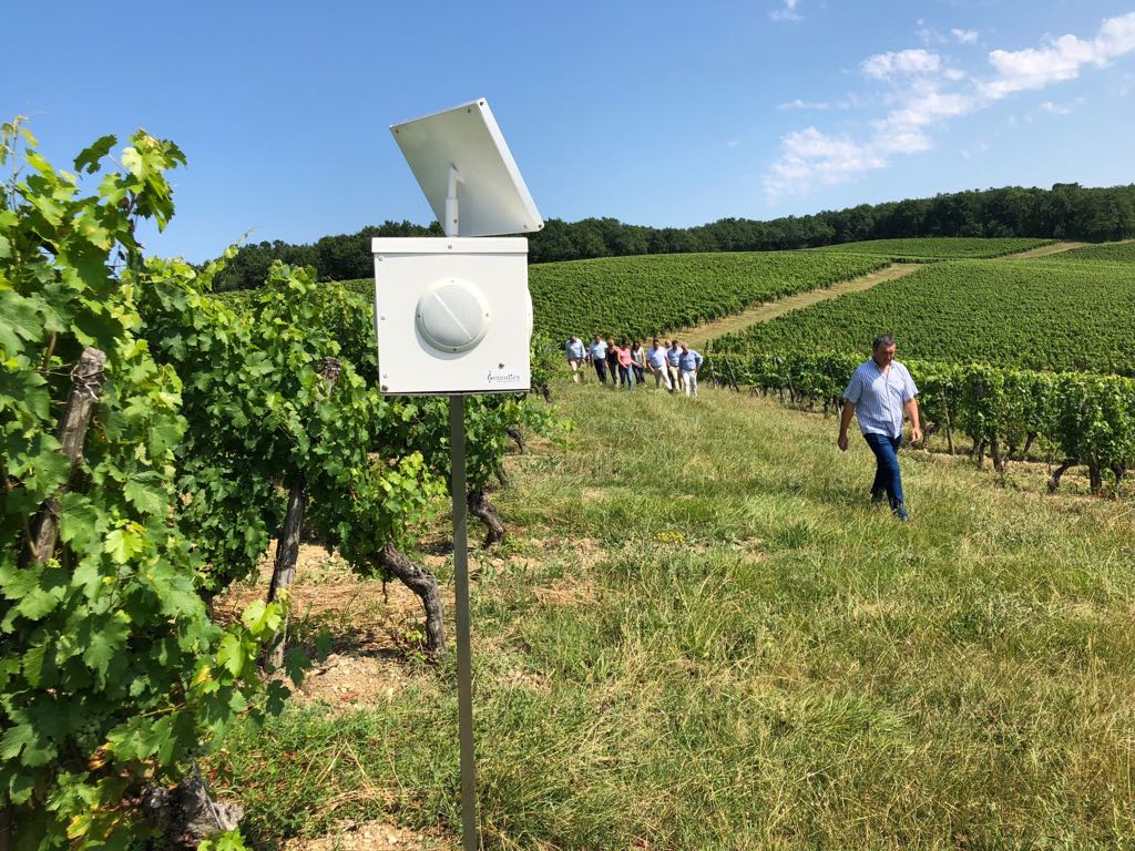 Vignes et écologie