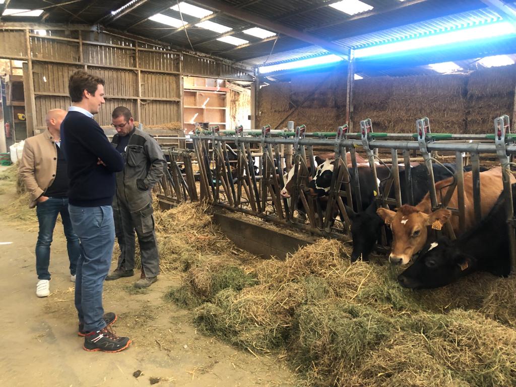 Les deux vaches