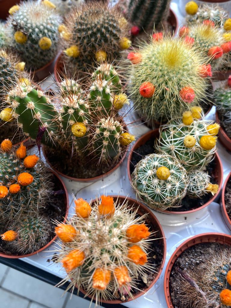 Des centaines de cactus à découvrir au centre E.Leclerc de Tarbes-Ibos !