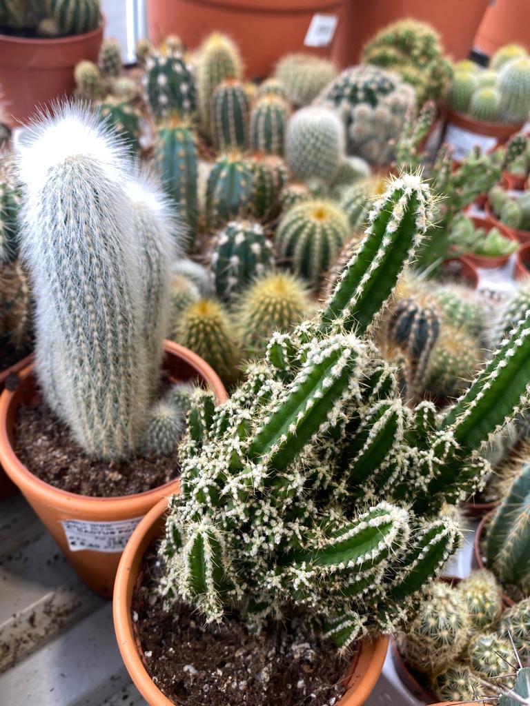 Des centaines de cactus à découvrir au centre E.Leclerc de Tarbes-Ibos !