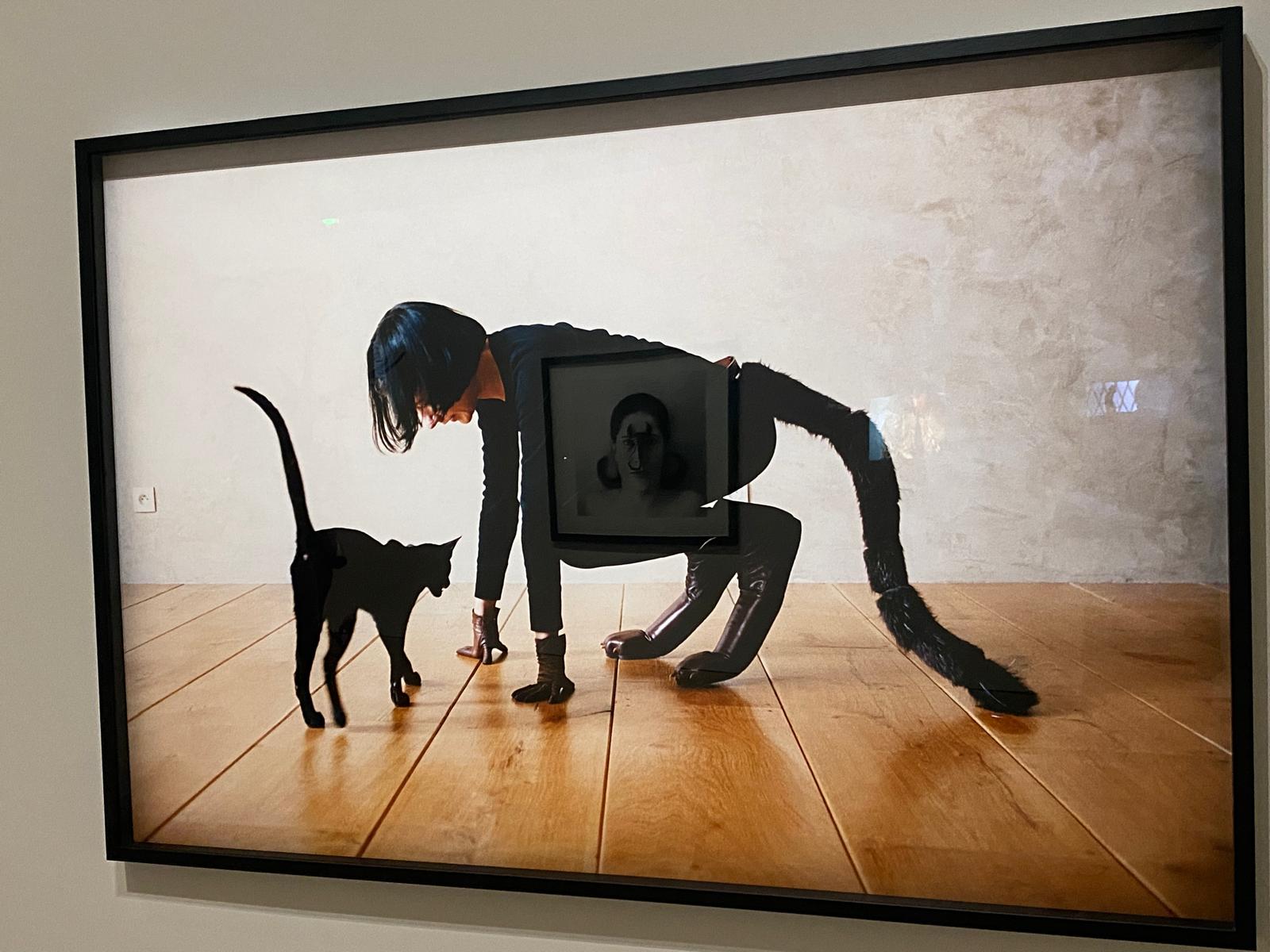 L'expo "Animal!?" débarque au Fonds Hélène et Édouard Leclerc à Landerneau (29) ! 