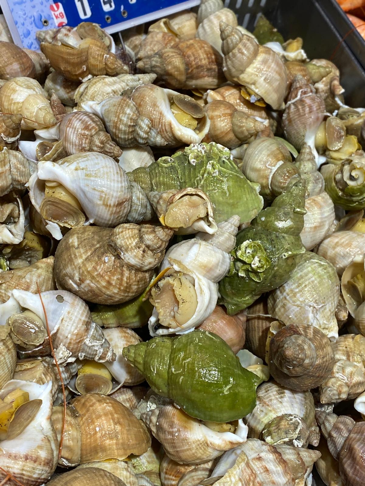 Dans les coulisses de la Scapmarée !