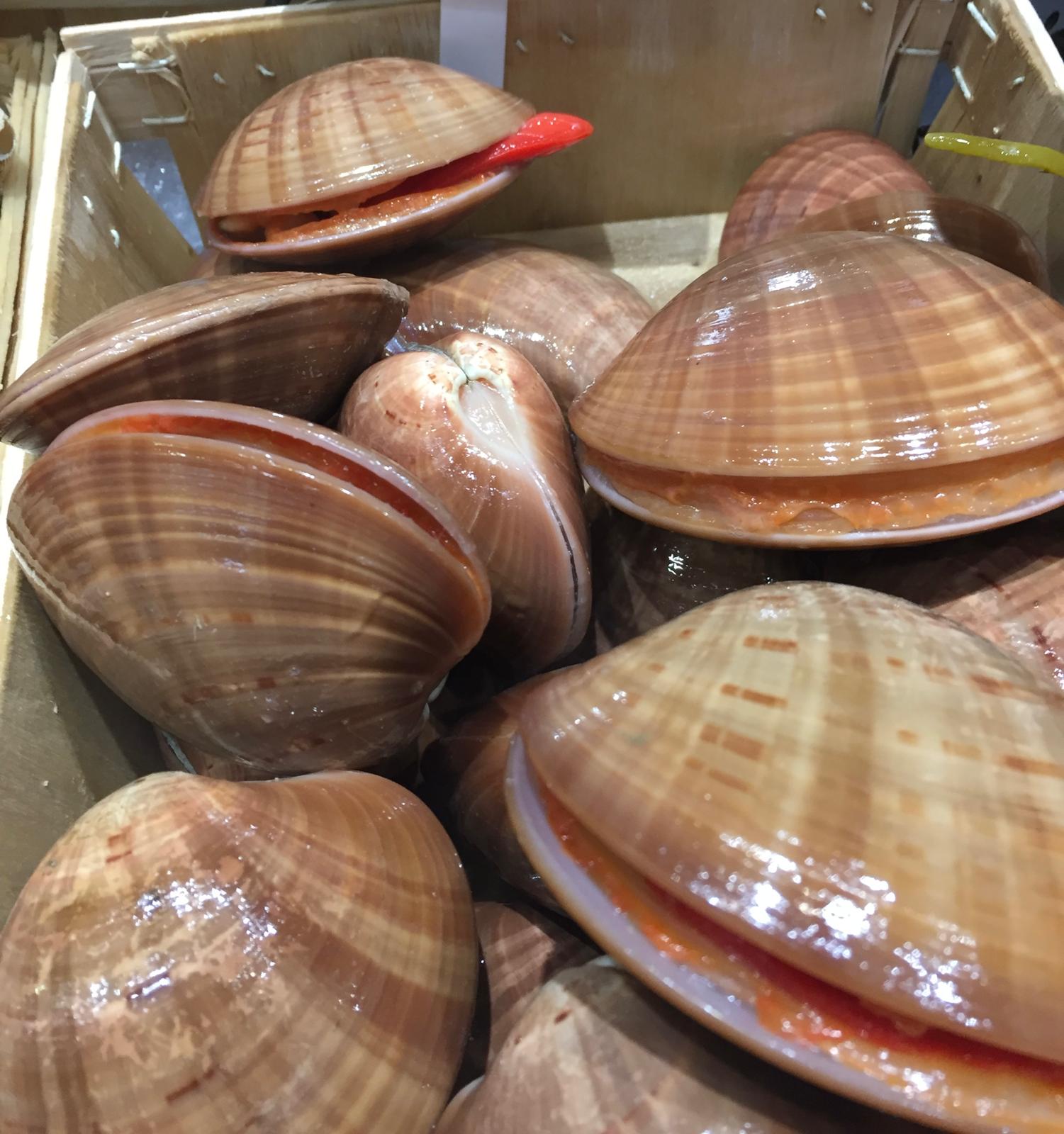 Dans les coulisses de la Scapmarée !