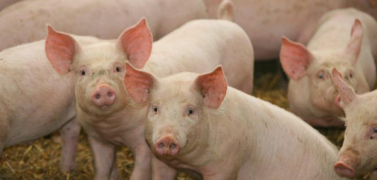 mignons petits porcs !