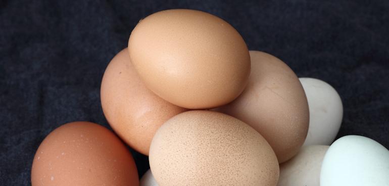 Nouveau point d'étape sur l'affaire des œufs contaminés au fipronil