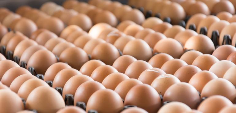 Œufs contaminés : aucune trace d'approvisionnement direct au sein du mouvement E.Leclerc