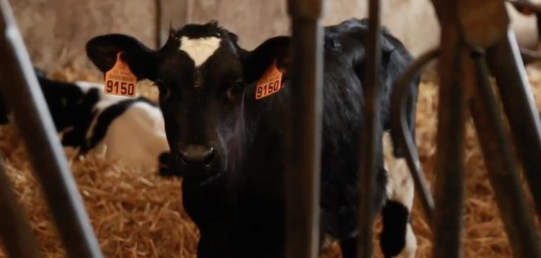 Découverte du lait Faire France