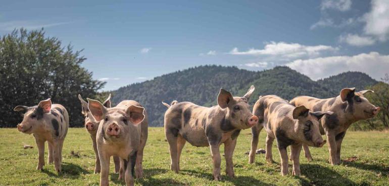 Soutien producteurs français